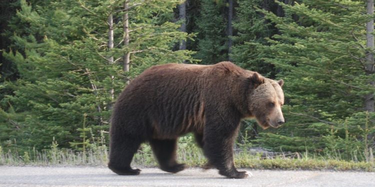 Man critically injured in bear attack