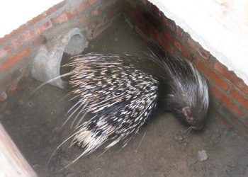 Porcupine rescued in Mayurbhanj