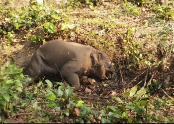 Tusker carcass recovered in Sambalpur dist  