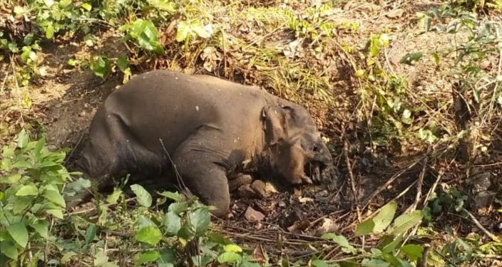 Tusker carcass recovered in Sambalpur dist  