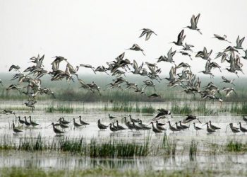 Berhampur forest division has deployed 37 teams for the annual bird census in the jungles of Digapahandi, Khallikote, Berhampur and Samantiapali forest ranges