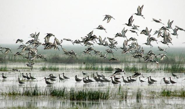 Berhampur forest division has deployed 37 teams for the annual bird census in the jungles of Digapahandi, Khallikote, Berhampur and Samantiapali forest ranges