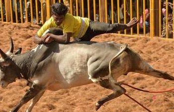 Jallikattu bulls to get unique IDs in Tamil Nadu