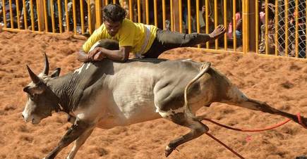 Jallikattu bulls to get unique IDs in Tamil Nadu