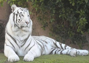 White tigress Sneha delivers two cubs at Nandankanan Zoological Park
