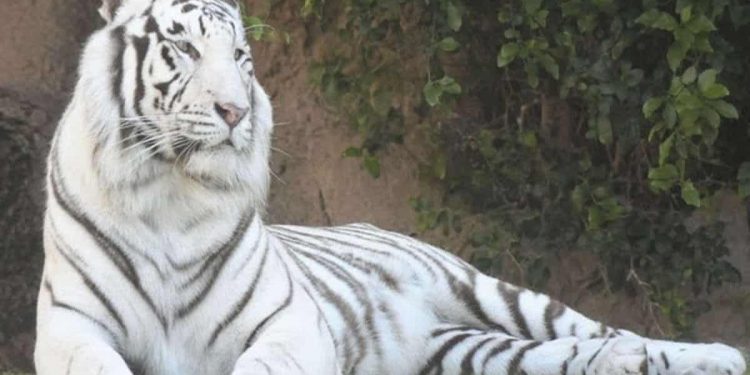 White tigress Sneha delivers two cubs at Nandankanan Zoological Park
