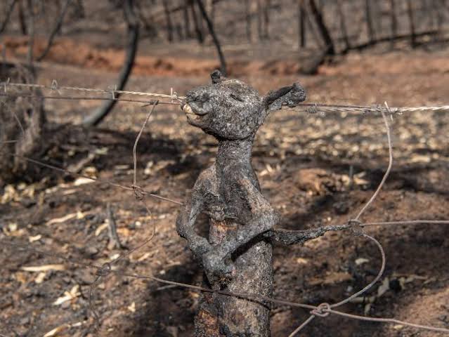 Australian animals could be on of extinction as bushfire toll surges - OrissaPOST