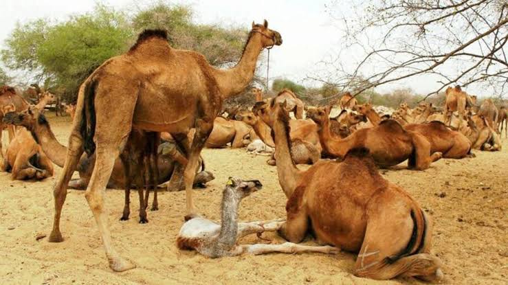 Australia begins killing of at least 10,000 camels to tackle water crisis - OrissaPOST
