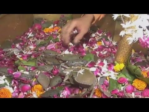 Devotees offer live crabs as ‘prasad’ in this temple