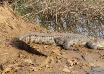Crocodile’s carcass found in Koraput
