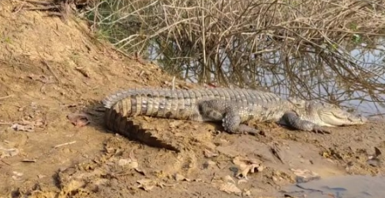 Crocodile’s carcass found in Koraput