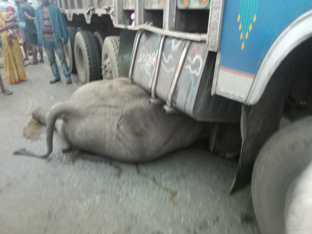 Elephant killed, another injured in truck accident in Dhenkanal
