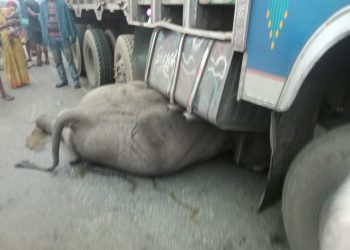 Elephant killed, another injured in truck accident in Dhenkanal