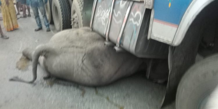 Elephant killed, another injured in truck accident in Dhenkanal