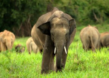 Elephants damage eight houses