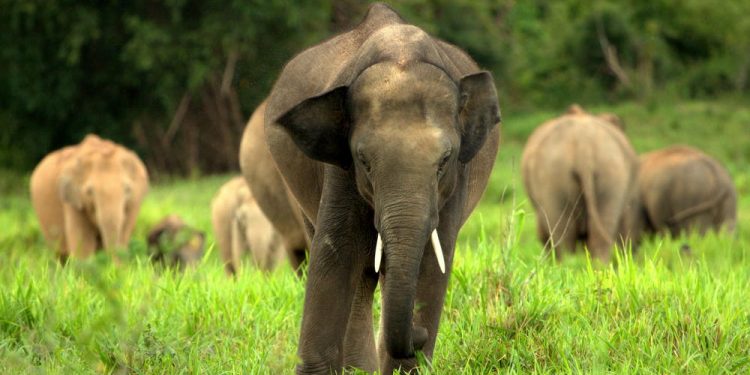 Elephants damage eight houses