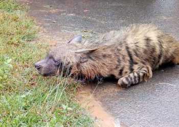 One injured in hyena attack