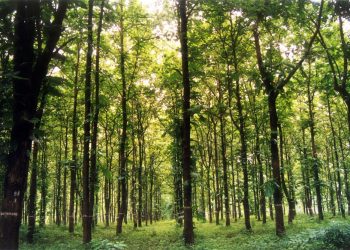 Social forestry goes for a toss in Bargarh dist