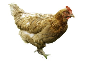 40 hens killed by ‘unknown animal’, panic grips Kendrapara village