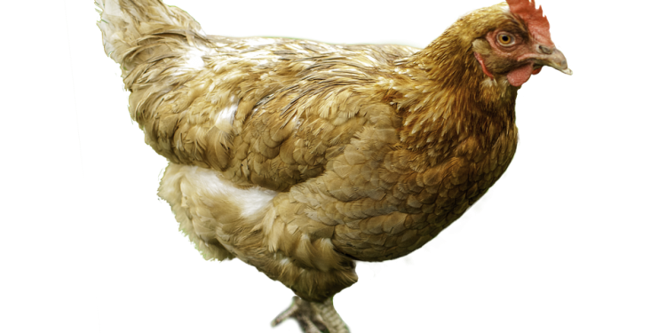 40 hens killed by ‘unknown animal’, panic grips Kendrapara village