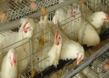 Odisha: Chicken trader duped of Rs20,000 after accepting fake order