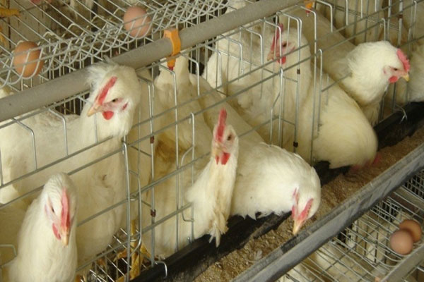 Odisha: Chicken trader duped of Rs20,000 after accepting fake order