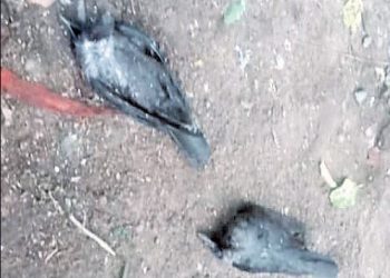 Crow deaths trigger panic in Cuttack