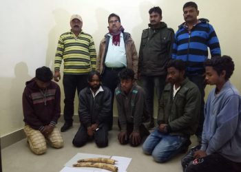 Five smugglers arrested, tusks seized in Baripada