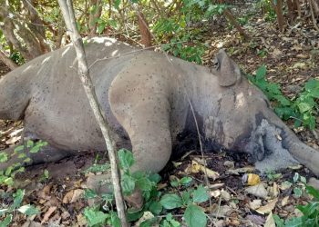 Jumbo calf found dead in Keonjhar