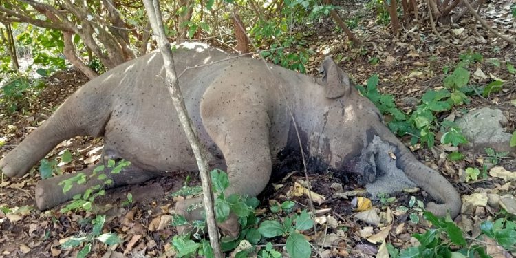 Jumbo calf found dead in Keonjhar