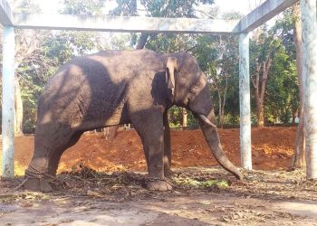Killer tusker ‘Bahubali’ rechristened as ‘Rakes’