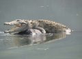 Saltwater crocodiles