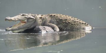 Saltwater crocodiles
