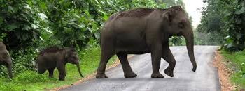 Residents spending sleepless nights as jumbo scare persists