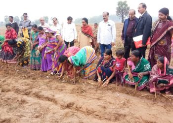 Lemongrass ‘hope’ for Subarnapur farmers