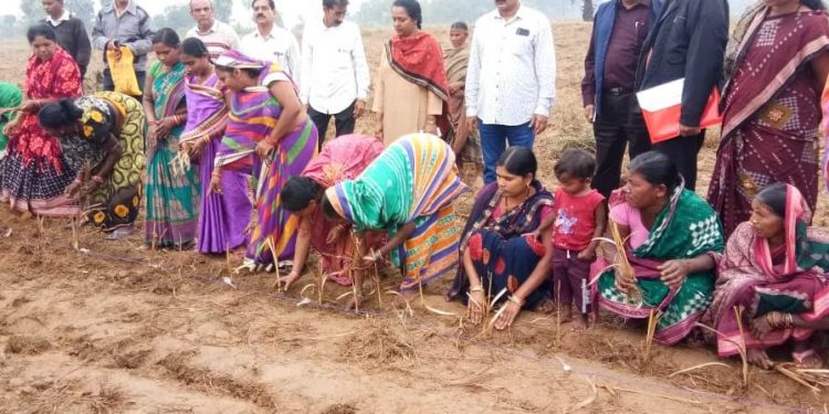 Lemongrass ‘hope’ for Subarnapur farmers