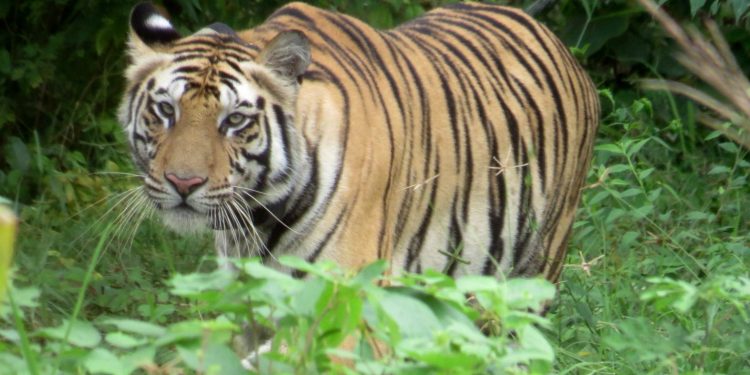 Tigress Sundari freed from radio collar