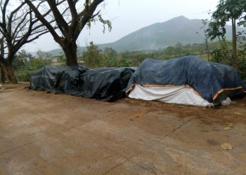 Unseasonal rains add to Nayagarh farmers' woes
