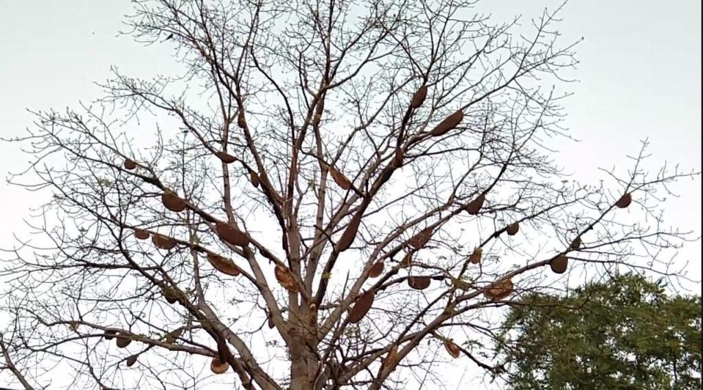 Rain washes out bee population in Kantamal