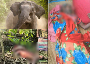 Three dead, over 10 injured as tusker goes on a rampage in Puri dist
