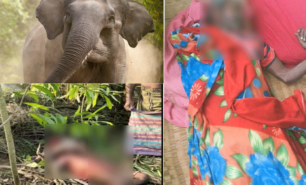 Three dead, over 10 injured as tusker goes on a rampage in Puri dist