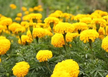 Marigold flower has miraculous benefits for face! You must read this