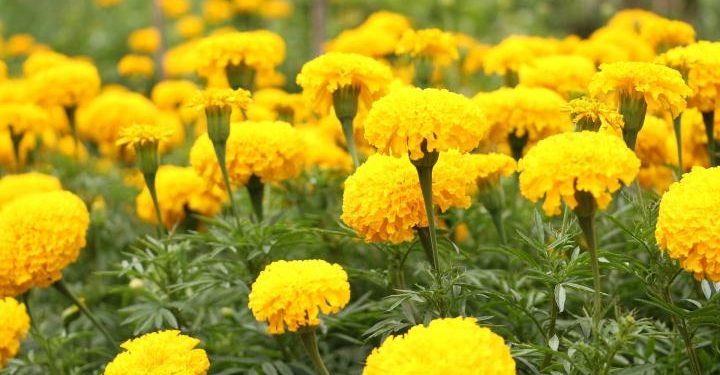 Marigold flower has miraculous benefits for face! You must read this