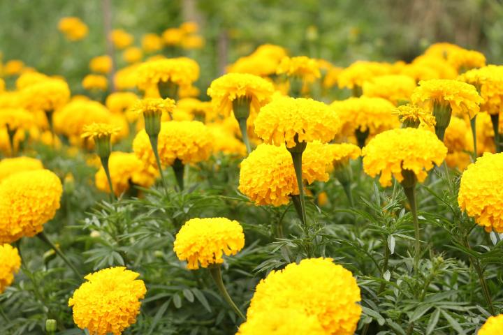 Marigold flower has miraculous benefits for face! You must read this