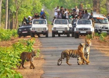 tiger safari