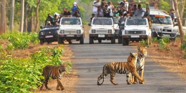 tiger safari