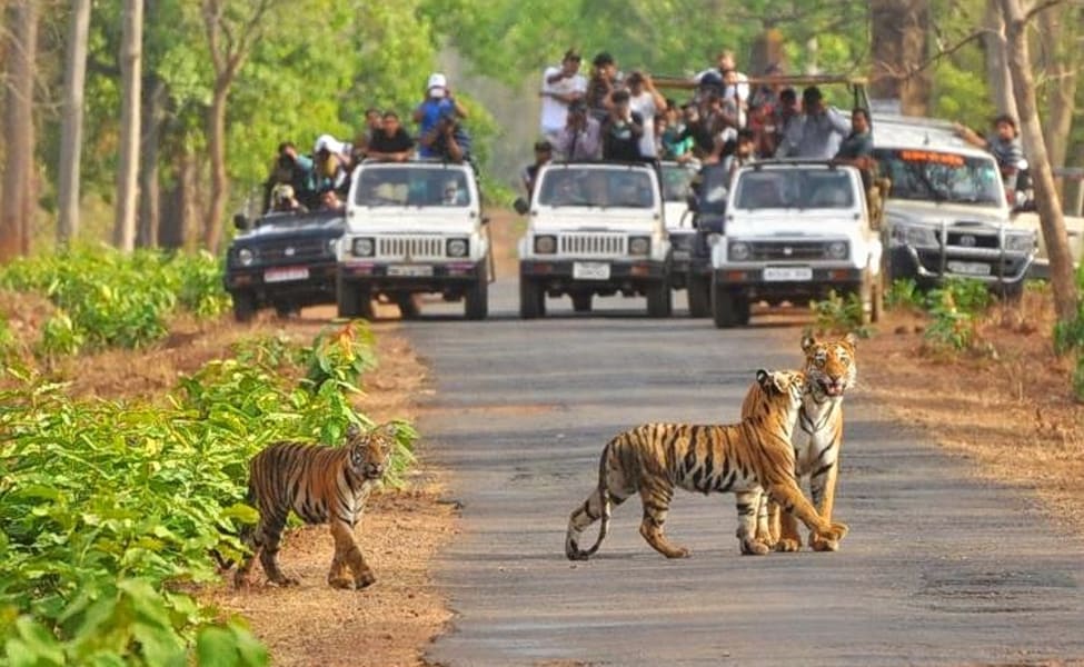 State's first tiger safari to be set up near Similipal - OrissaPOST