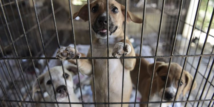 Puppies stand in a cage (Photo: Associated Press)