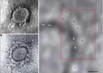 First images of Covid-19 virus in India released