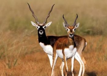 Odisha: Forest department digs pits for blackbucks during hot summer